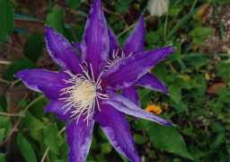 庭の花11