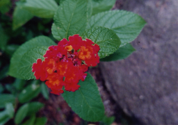 庭の花12