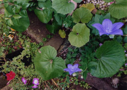 庭の花13
