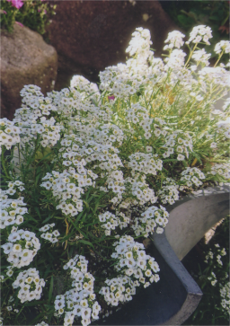 庭の花21