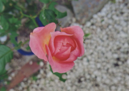 庭の花23